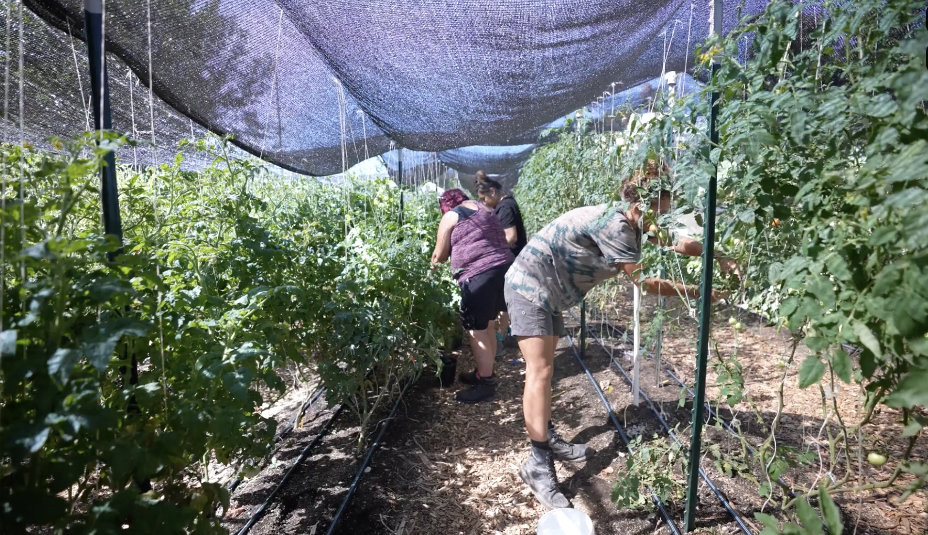 Could farming bring solutions to homelessness across the country? - Vimarsana News
